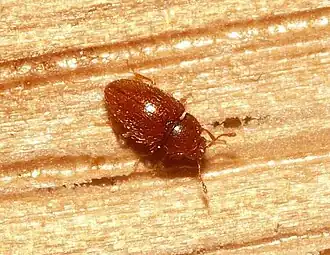 Mycetaea subterranea