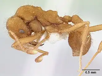 Mycetagroicus cerradensis