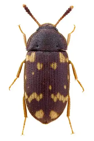 Mycetophagus atomarius