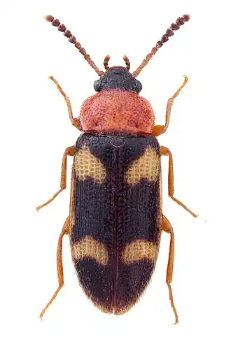 Mycetophagus fulvicollis
