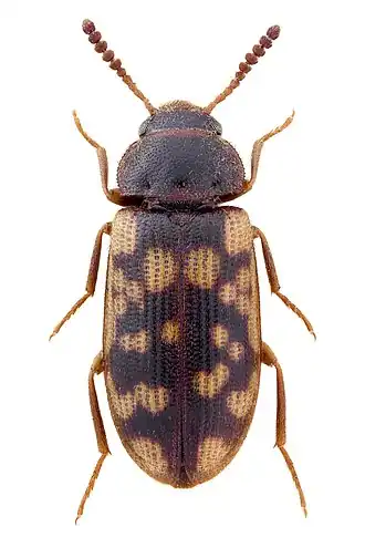 Mycetophagus multipunctatus