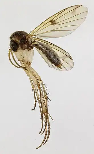 Mycetophila hetschkoi