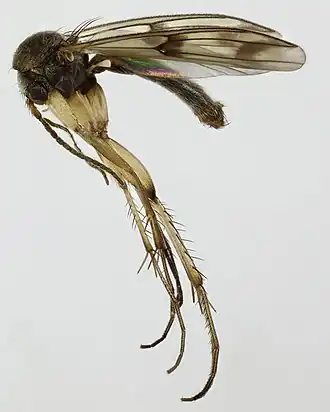 Mycetophila marginata