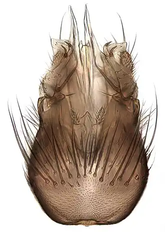 Mycetophila uliginosa