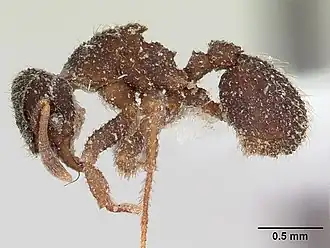 Mycetosoritis explicata