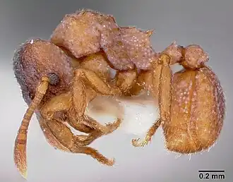 Mycetosoritis hartmanni