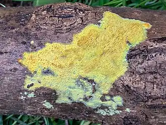 Gele stekelkorstzwam