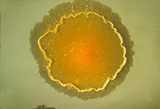 Mycobacterium marinum