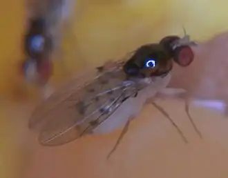 Mycodrosophila poecilogastra