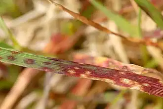 Kleinsporig graspuntkogeltje