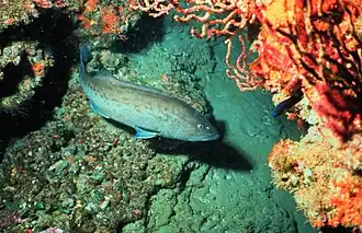 Mycteroperca microlepis