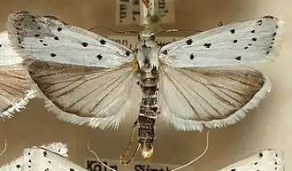 Myelois circumvoluta