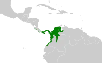 Panamese tiran