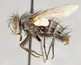 Myiopharus doryphorae