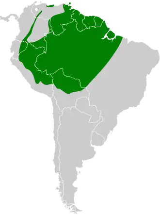 Kortstaartdwergtiran