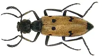 Mylabris maculosopunctata