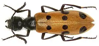 Mylabris quatuordecimmaculata