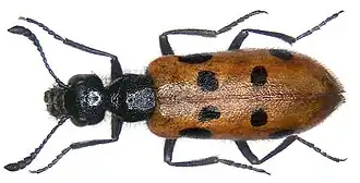 Mylabris schreibersi