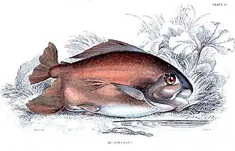 Myleus pacu
