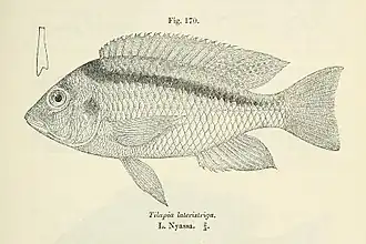 Mylochromis lateristriga