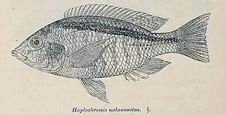 Mylochromis melanonotus