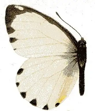 Mylothris ngaziya