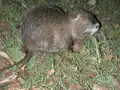 Beverrat (Myocastor coypus)