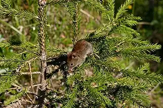 Kleine rosse woelmuis