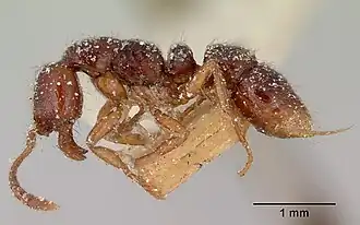 Myopias tasmaniensis