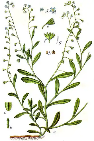 Zompvergeet-mij-nietje