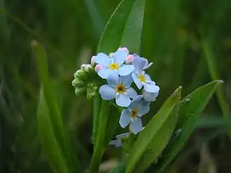 Weidevergeet-mij-nietje