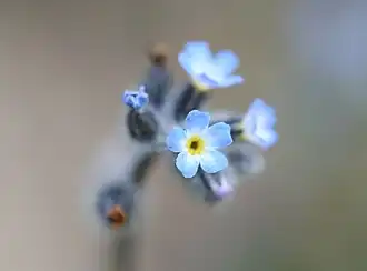 Ruw vergeet-mij-nietje