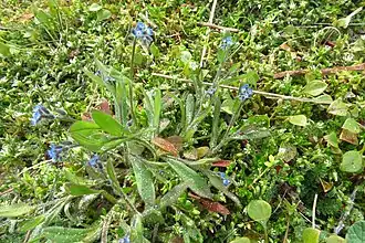Verbond van droge, kalkrijke duingraslanden met ruw vergeet-mij-nietje en zandhoornbloem