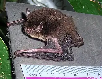 Myotis muricola
