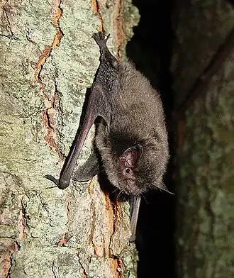 Myotis sodalis