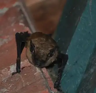 Myotis californicus