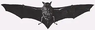 Myotis chiloensis