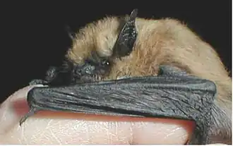 Myotis ciliolabrum