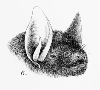 Myotis levis
