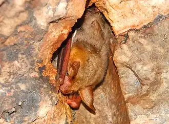 Myotis punicus