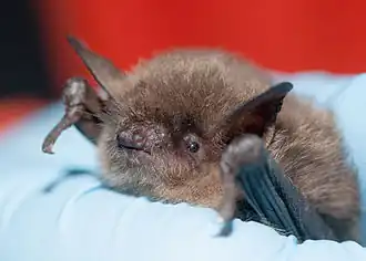 Myotis yumanensis