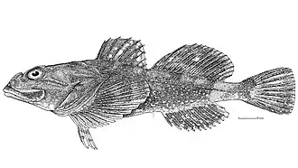 Myoxocephalus brandtii