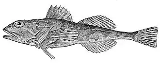 Myoxocephalus yesoensis