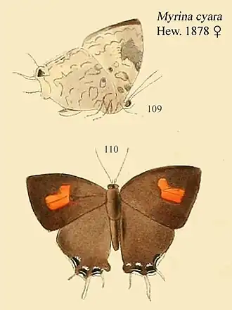 Myrina cyara