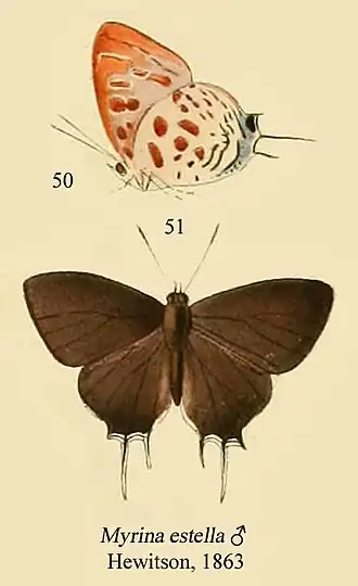 Drupadia estella