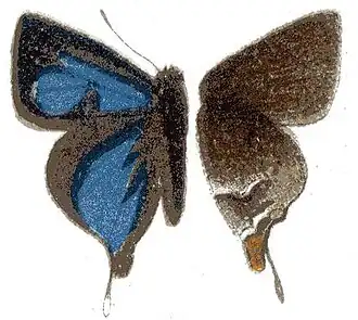 Myrina subornata