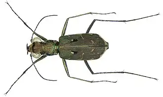 Myriochila melancholica