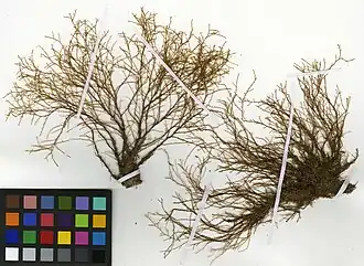 Myriopathes myriophylla