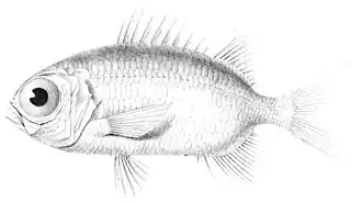 Myripristis seychellensis