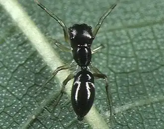 Myrmarachne japonica